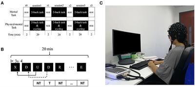 How Physical Activities Affect Mental Fatigue Based on EEG Energy, Connectivity, and Complexity